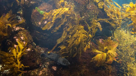 Aquarium with seaweed and gray fishの写真素材