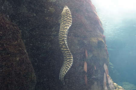 Kidako moray (Gymnothorax kidako) is widespread throughout the western to central Ocean Pacificの写真素材