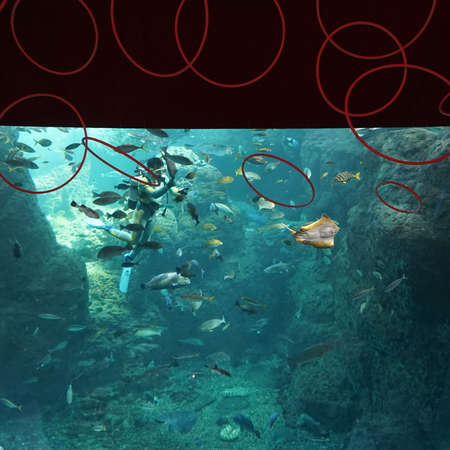 Man in a diving suit feeds marine fish in the aquarium. Enoshima Aquarium. Fujisawa / Japanの写真素材