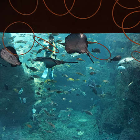 Man in a diving suit feeds marine fish in the aquarium. Smiling Batoidea under water. Batoidea is a superorder of cartilaginous fishes commonly known as raysの写真素材