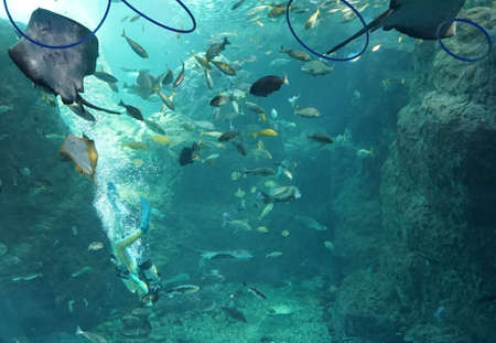 Smiling Batoidea under water, marine fish in the aquarium. Man in diving suit. Enoshima Aquarium. Fujisawa / Japanの写真素材