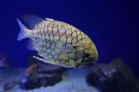 Monocentris japonica, the Japanese pineapplefish, is a pinecone fish of the family Monocentridae, found in the tropical Indo-West Pacific Oceansの写真素材