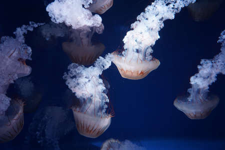 South American sea nettle (Chrysaora plocamia) is a species of jellyfish from the family Pelagiidaeの写真素材