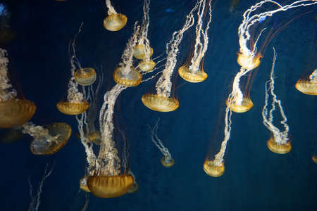 Pacific sea nettle (Chrysaora fuscescens), or West Coast sea nettle, is a common planktonic...