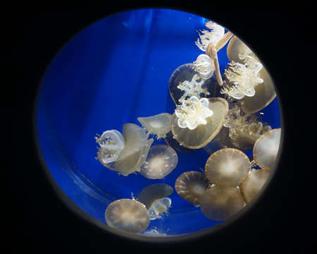 Cassiopea sp (Upside-down jellyfish). The medusa usually lives upside-down on the bottom, which has earned them the common nameの写真素材