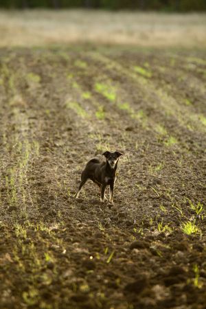 dog on the fieldの写真素材