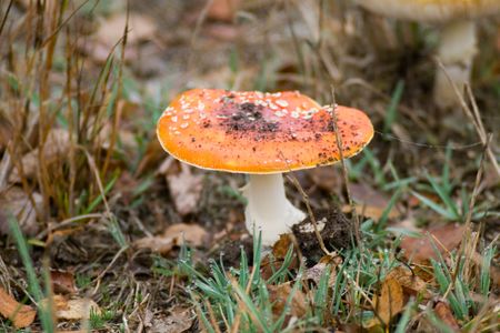 Mushrooms in wild forest after strong longtime rain.の写真素材