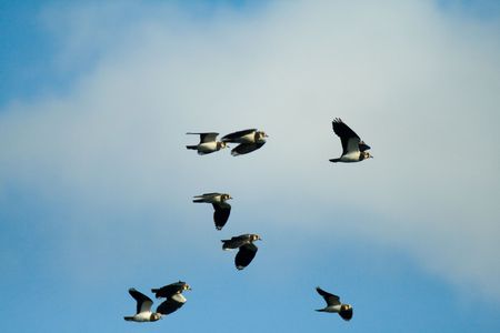 Flighting wild birds on sky near samall lake の写真素材