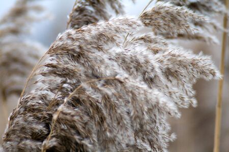 wild brown frozen grass  on the cold windの写真素材