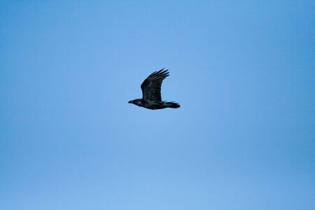Flighting wild bird on sky near samall lake の写真素材