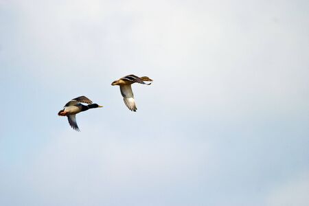 Flighting wild birds on sky near samall lake の写真素材