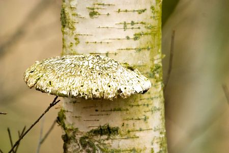 Mushrooms in wild forest after strong longtime rain.の写真素材