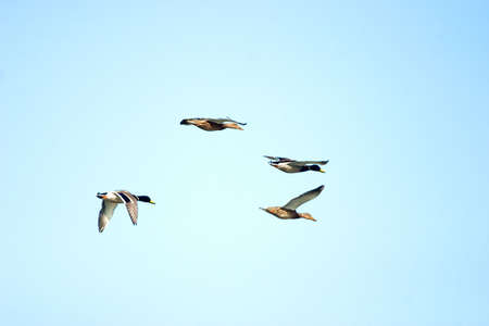 flighting wild birds on blue sunny skyの写真素材