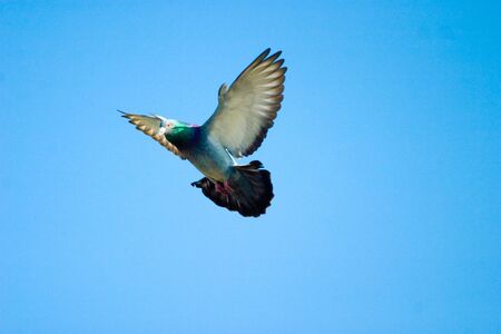 wild beautiful dove on blue sunny skyの写真素材