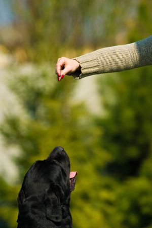 Dog named Force walking on green grassの写真素材