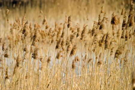 wild flower of brown grass in autumn afternoon sun
