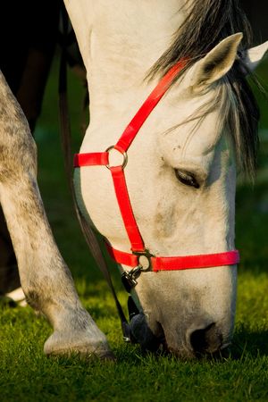 A WHITE horse eating grass in a meadow, its head down.の写真素材