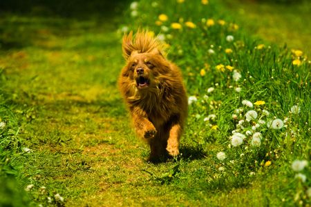dog without name walking in beautifull sunny dayの写真素材