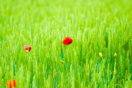 wild flower after big rainの写真素材