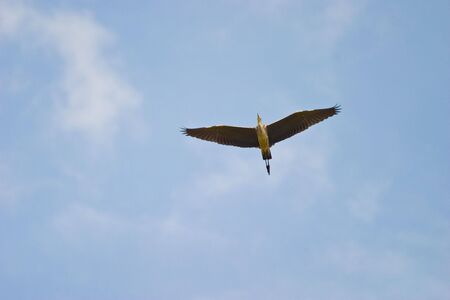 flying wild birds in the sky near a small lakeの写真素材