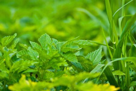 wild green plant in sunny day の写真素材