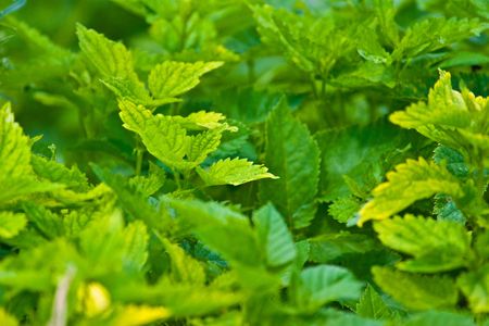 wild green plant in sunny day の写真素材