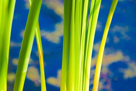 wild green plant in sunny day の写真素材