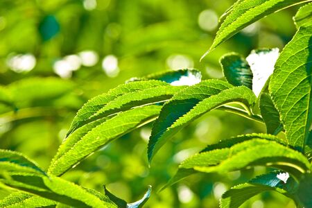 wild green plant in sunny day の写真素材