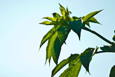 wild green plant in sunny day の写真素材