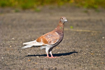walking wild birds on the ground near a small lakeの写真素材