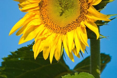 wild green plant in sunny day の写真素材