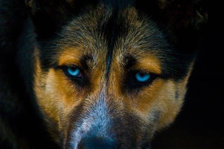 dog without name walking in beautifull sunny dayの写真素材