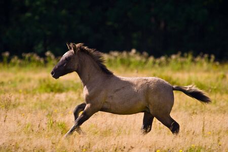White horse eating grass in a meadow, its head down.の写真素材