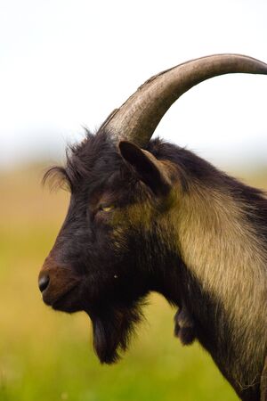 grazzing goatの写真素材