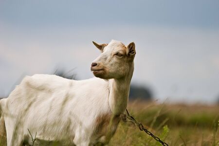 grazing goat in sunny summer dayの写真素材