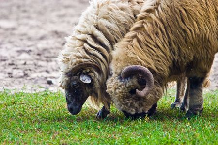 sheep grazing on pasture on a sunny dayの写真素材