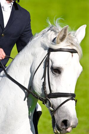 beautiful horse jumping the barrier at the equestrian eventsの写真素材