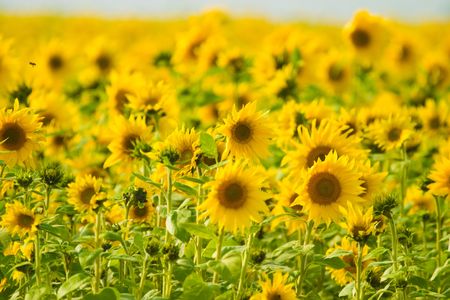 wild flower after big rainの写真素材