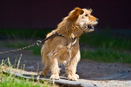 dog without name walking in beautifull sunny dayの写真素材