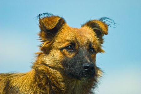 dog without name walking in beautifull sunny dayの写真素材