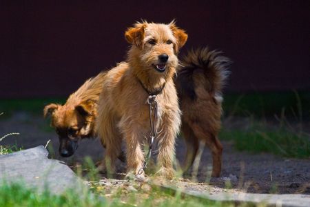 dog without name walking in beautifull sunny dayの写真素材