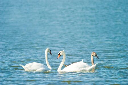Swimming white swan on blue glass lakeの写真素材