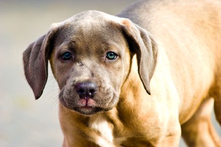 dog without name walking in beautifull sunny dayの写真素材