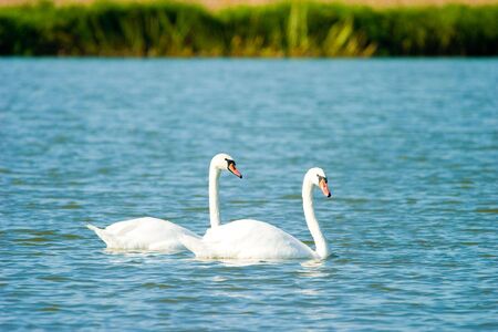 Swimming white swan on blue glass lakeの写真素材
