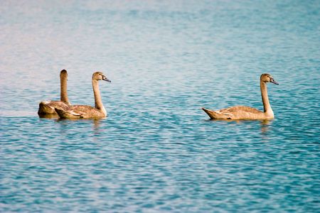 Swimming white swan on blue glass lakeの写真素材