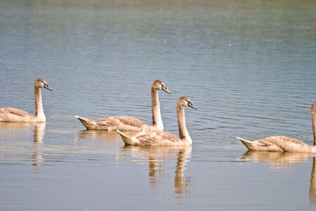 Swimming white swan on blue glass lakeの写真素材