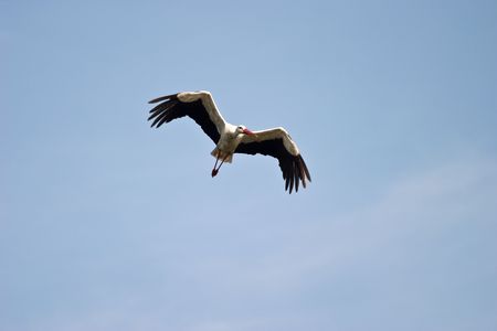 Flighting wild bird on sky near samall lake の写真素材