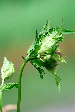 wild green plant in sunny day の写真素材