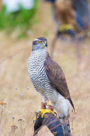wild hunter bird on meadowの写真素材