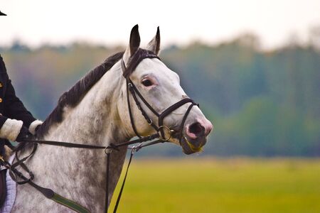 brown horse ride in sunny day afternoonの写真素材